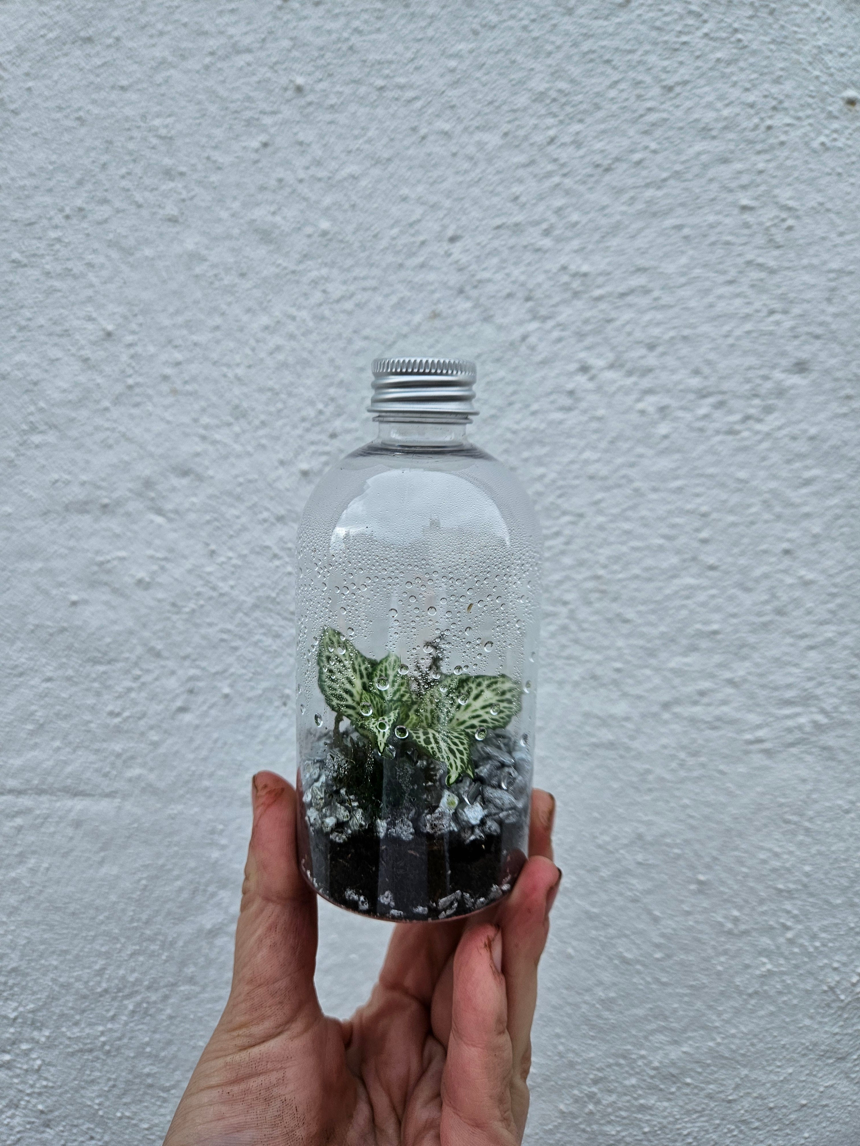 Small plastic closed terrarium with silver lid