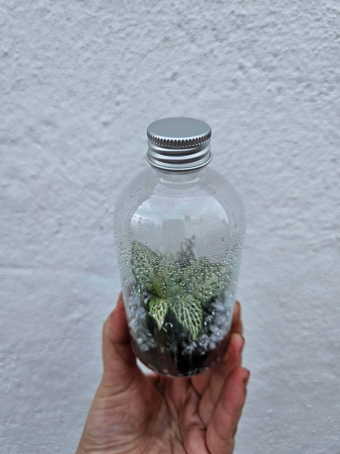 Small plastic closed terrarium with silver lid