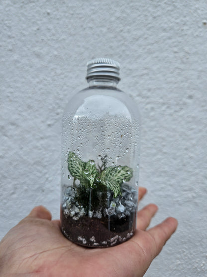 Small plastic closed terrarium with silver lid