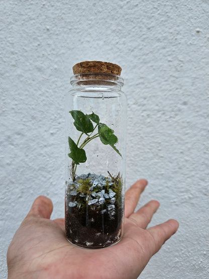 Small closed terrarium with cork