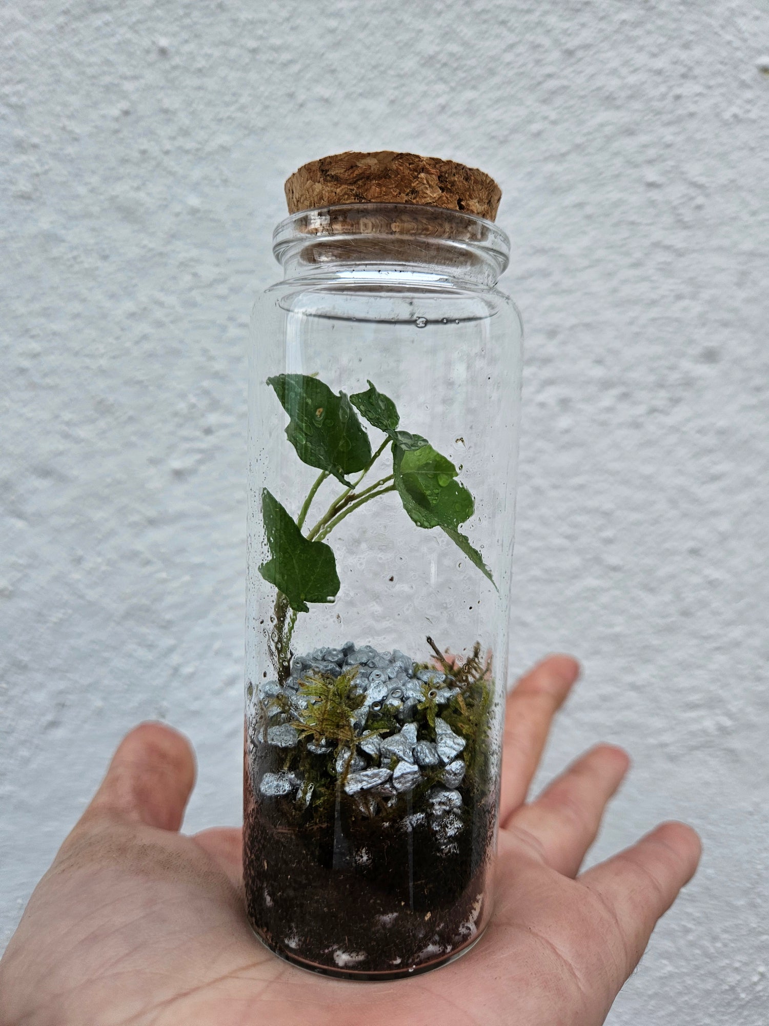 Small closed terrarium with cork