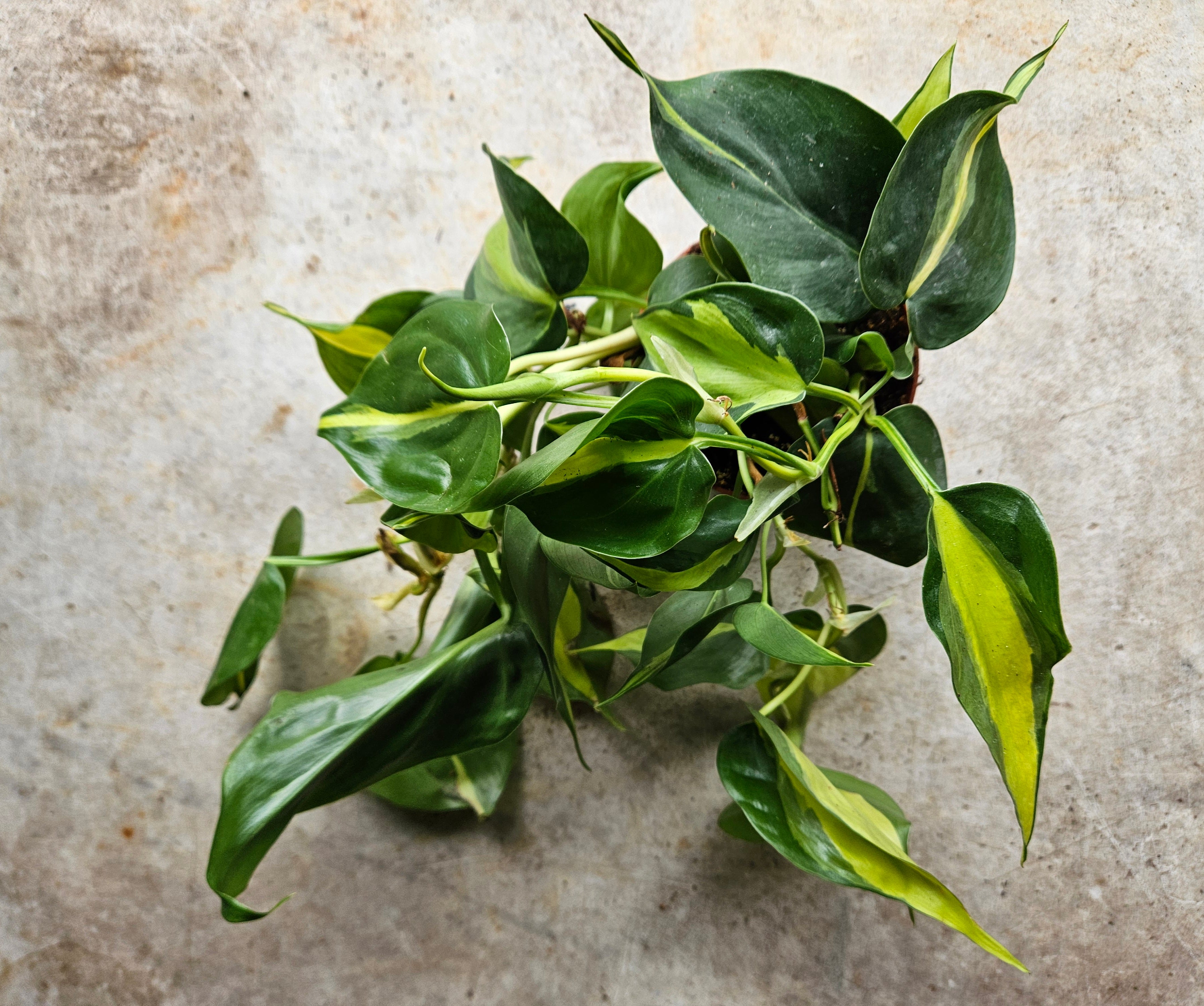 Philodendron scandens &