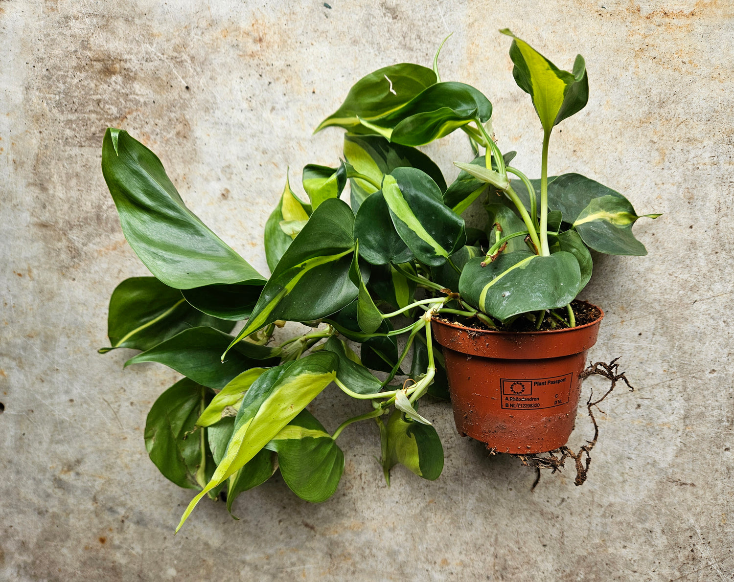 Philodendron scandens &