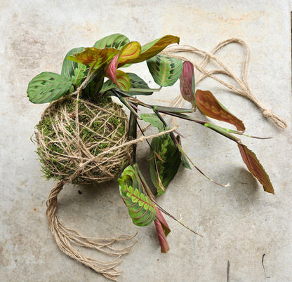 Kokedama planted with maranta fascinator (Prayer plant)