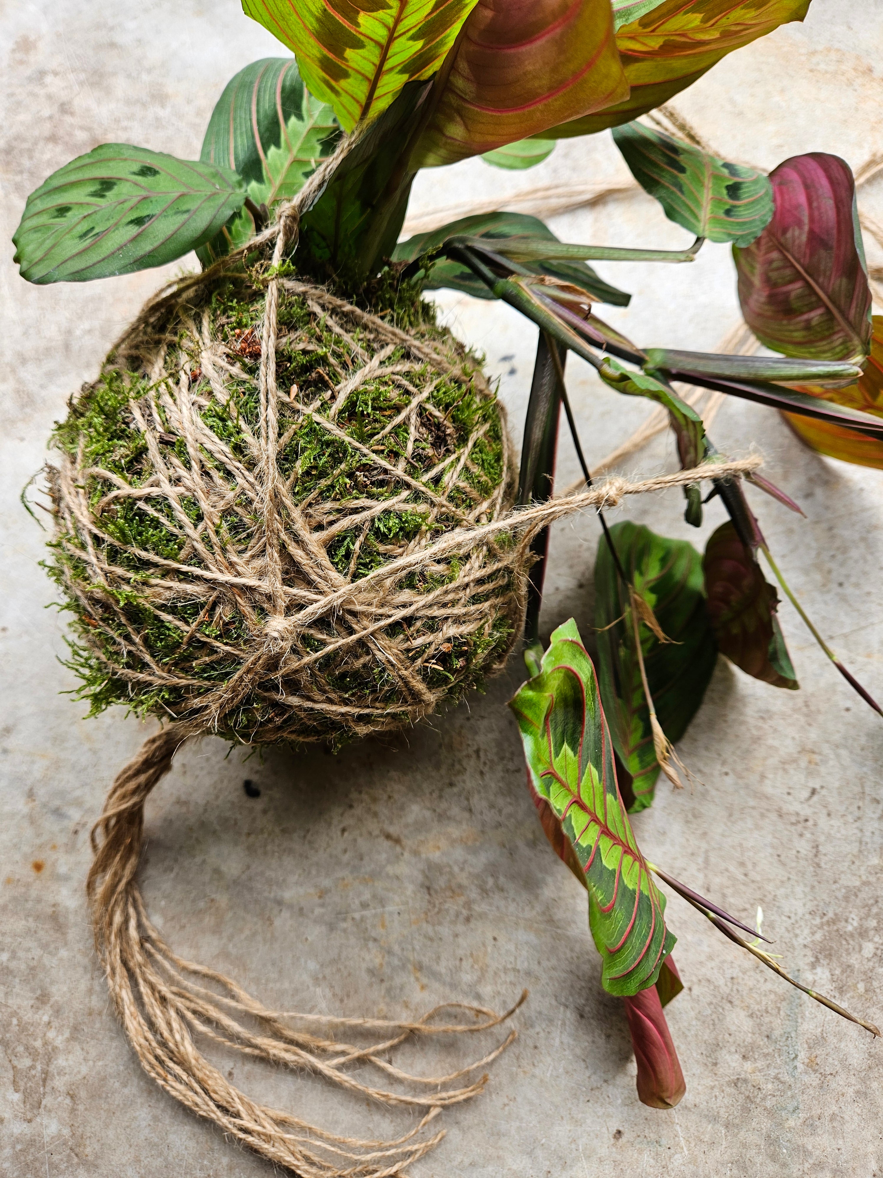 Kokedama planted with maranta fascinator (Prayer plant)