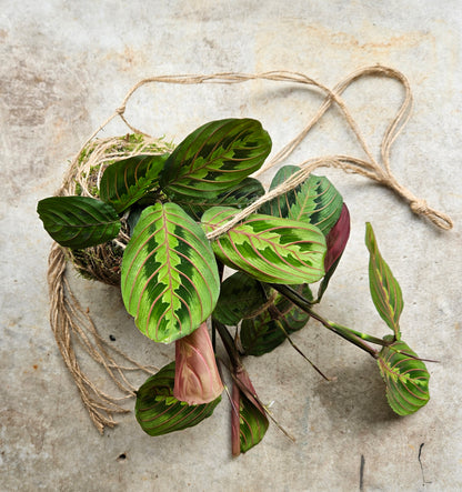 Kokedama planted with maranta fascinator (Prayer plant)