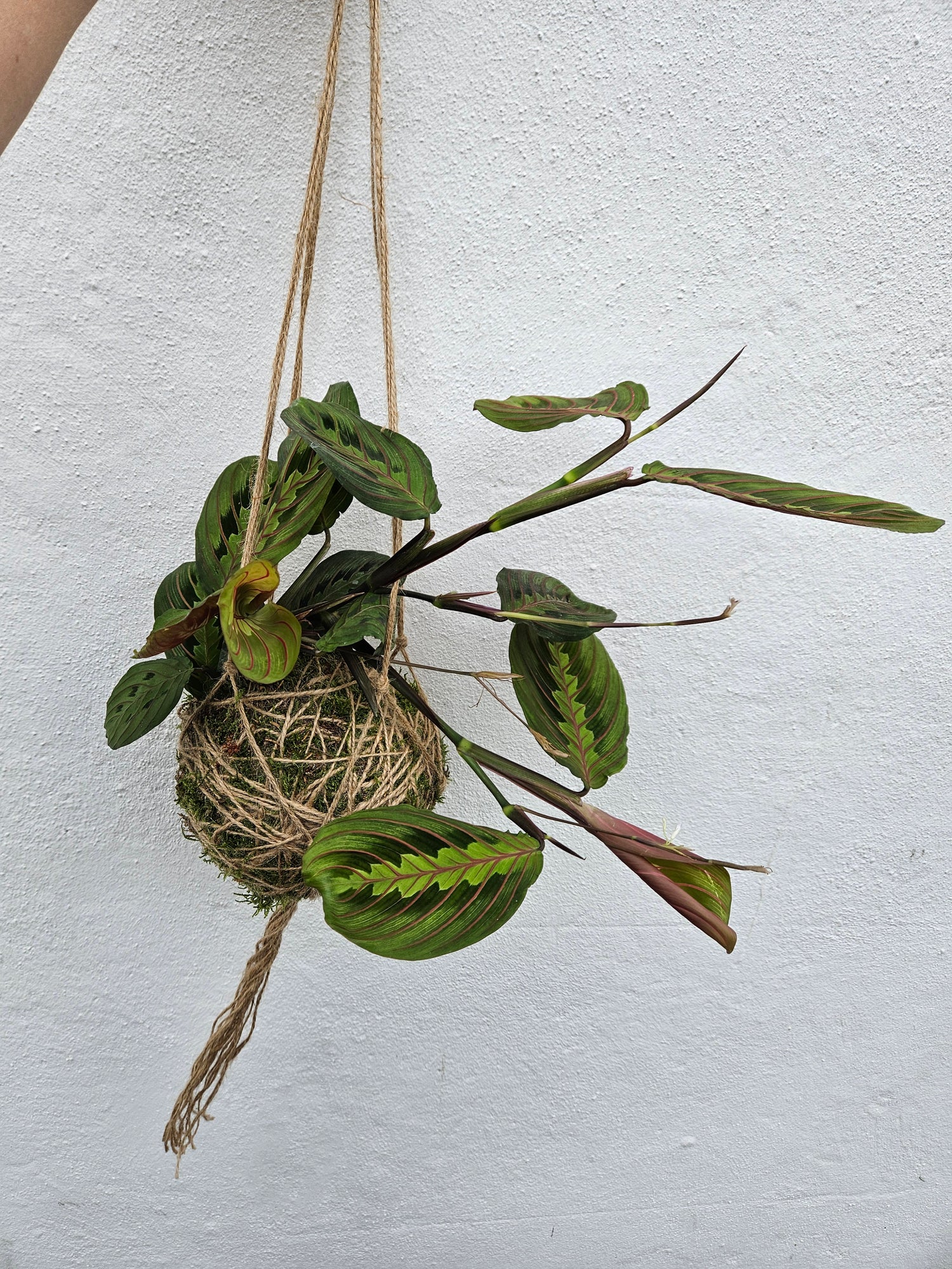 Kokedama planted with maranta fascinator (Prayer plant)