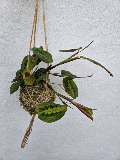 Kokedama planted with maranta fascinator (Prayer plant)