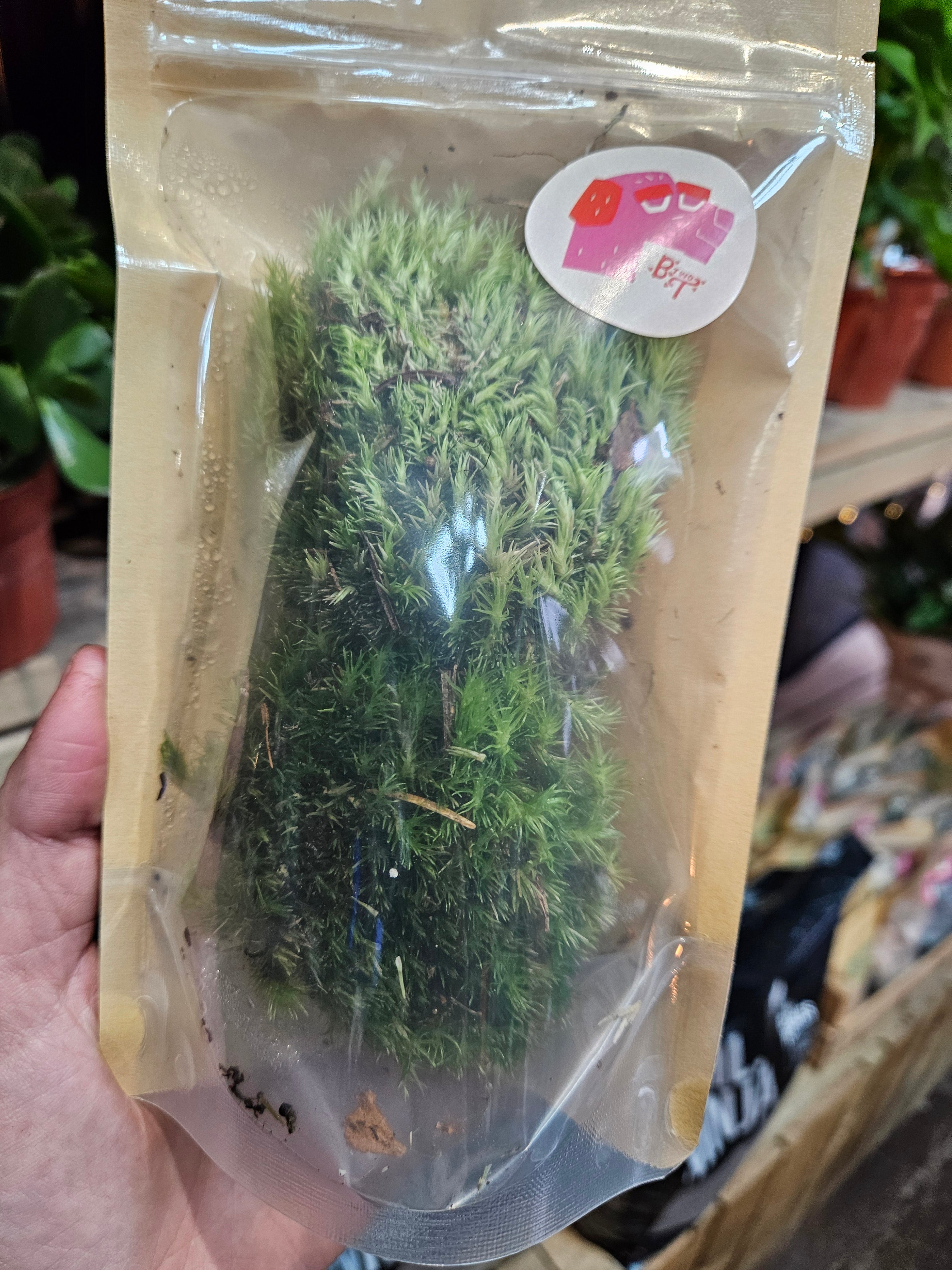 Leucobryum glaucum (Bun moss/Pincushion moss)