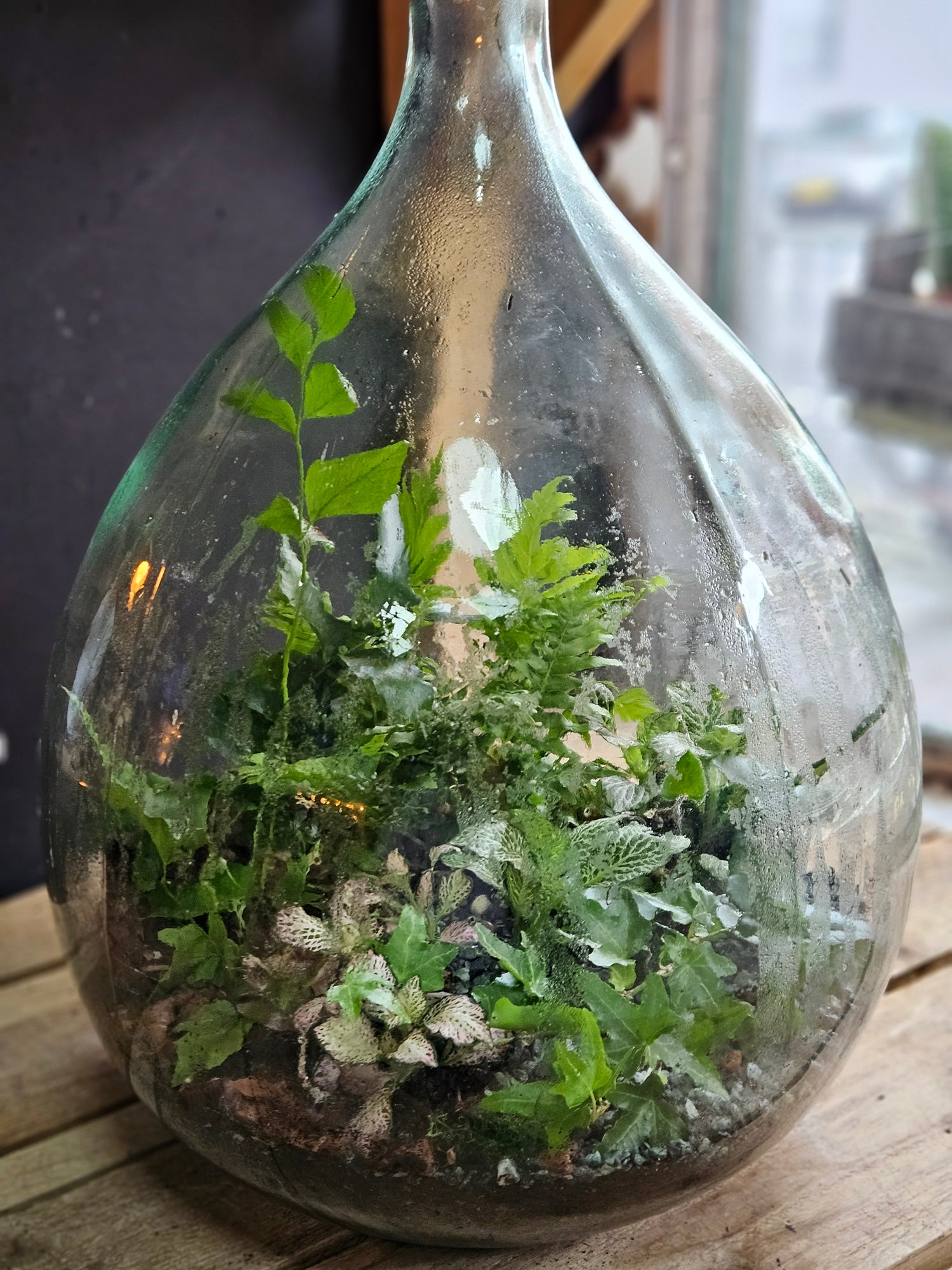 XXL Super sized closed carboy terrarium