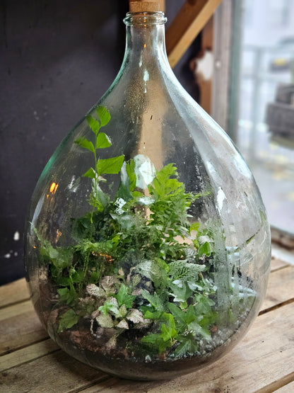 XXL Super sized closed carboy terrarium