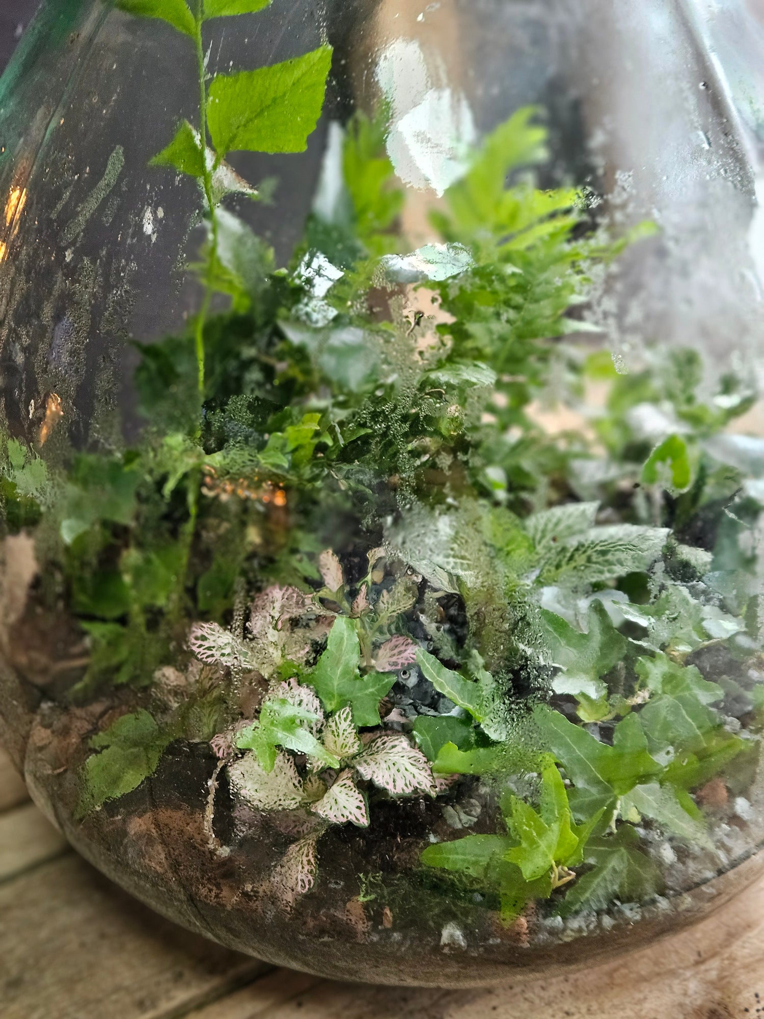 XXL Super sized closed carboy terrarium