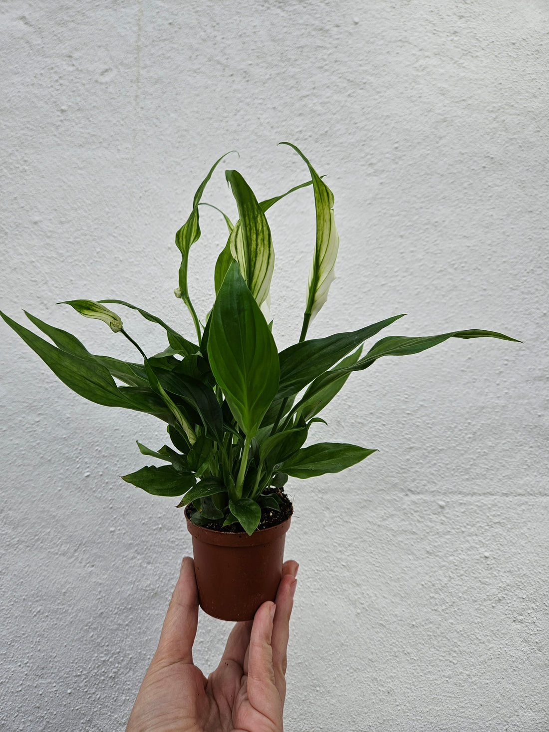 Spathiphyllum &