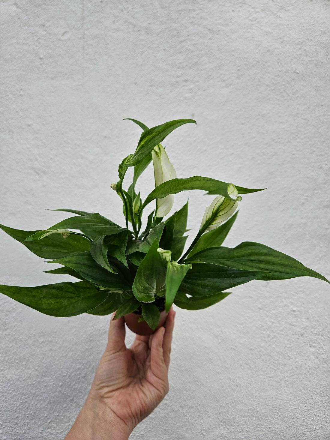 Spathiphyllum &