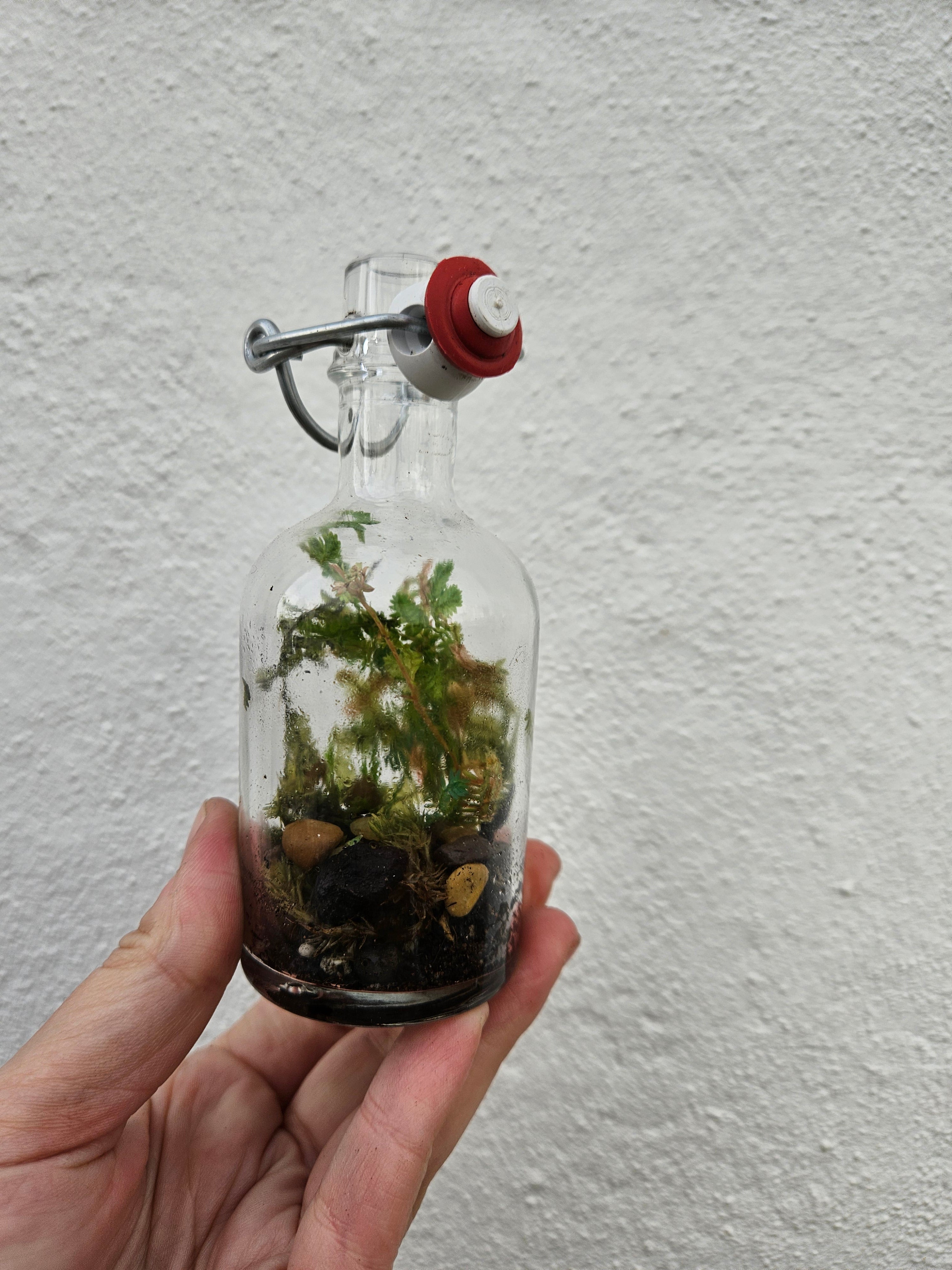 Small kilner jar closed terrarium with lid