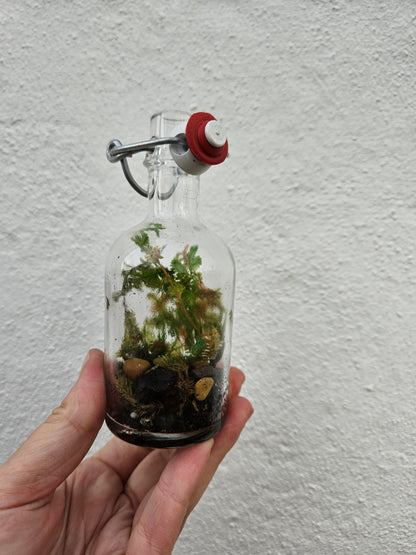 Small kilner jar closed terrarium with lid