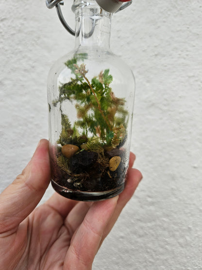 Small kilner jar closed terrarium with lid