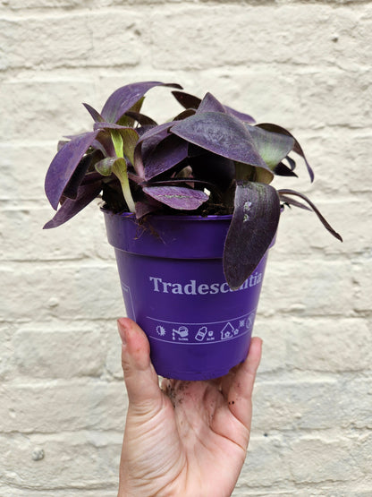 Tradescantia pallida &