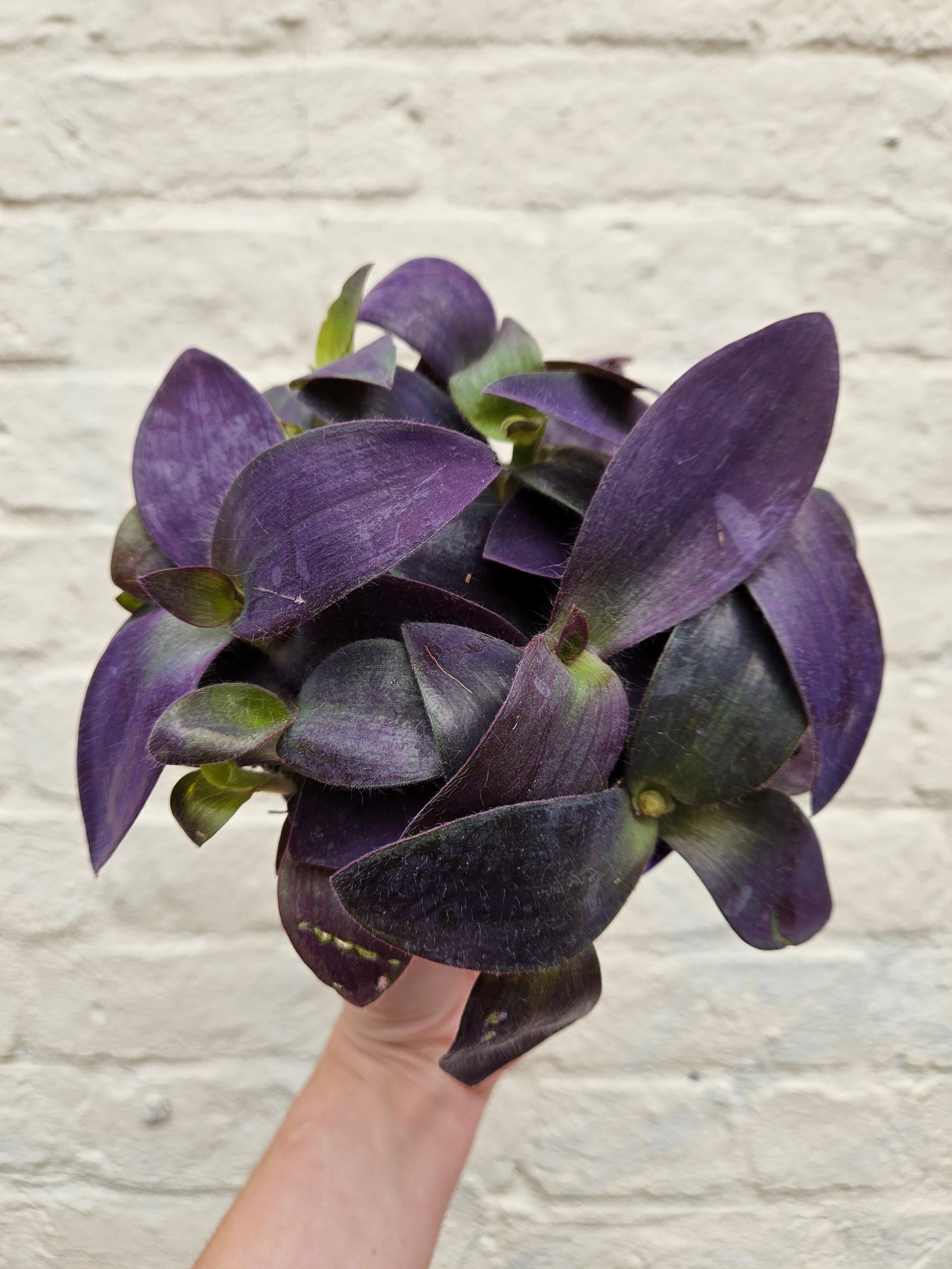 Tradescantia pallida &