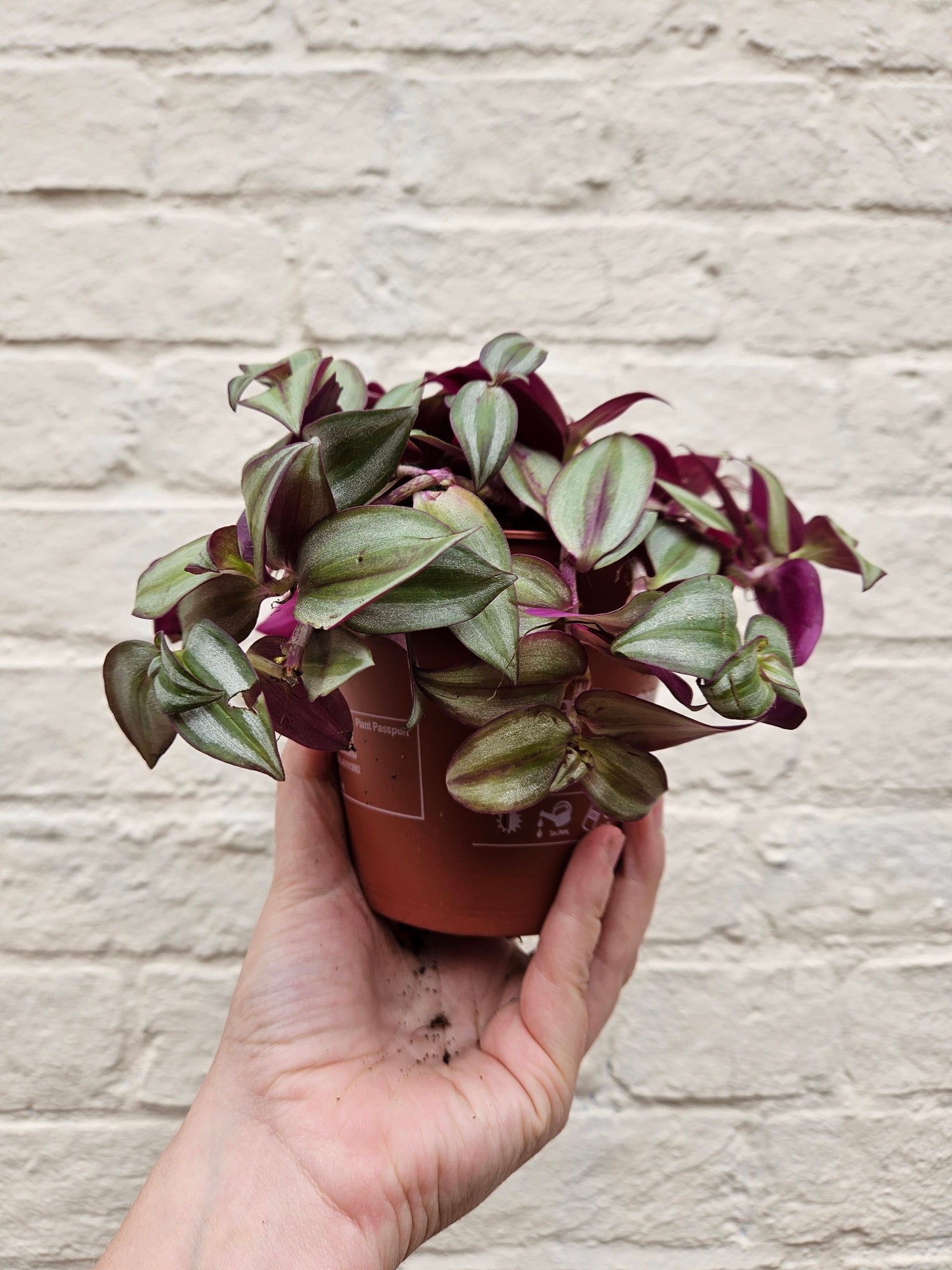 Tradescantia purpusii (Inch plant/ Wandering Dude)