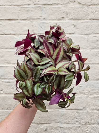 Tradescantia purpusii (Inch plant/ Wandering Dude)