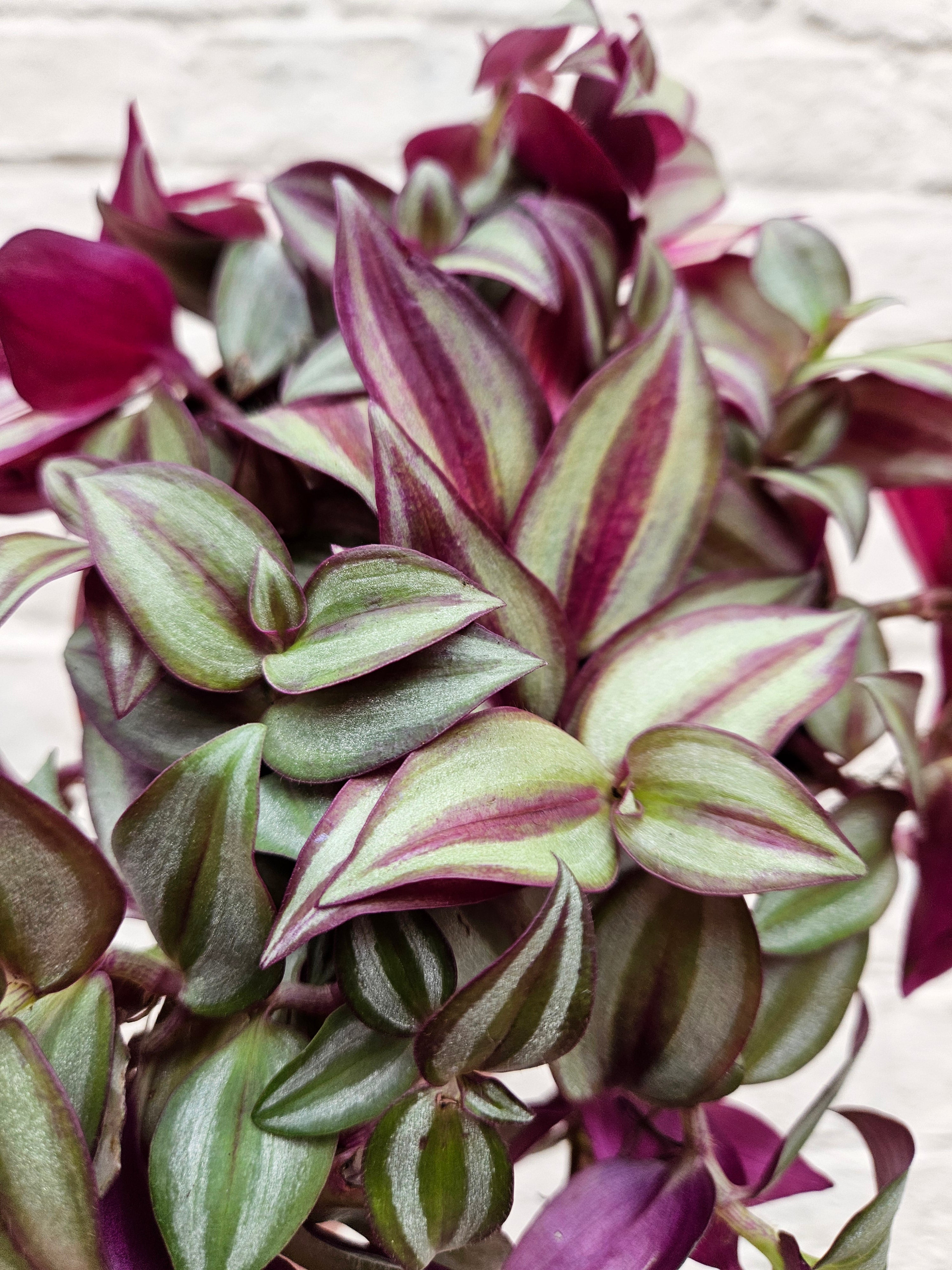 Tradescantia purpusii (Inch plant/ Wandering Dude)