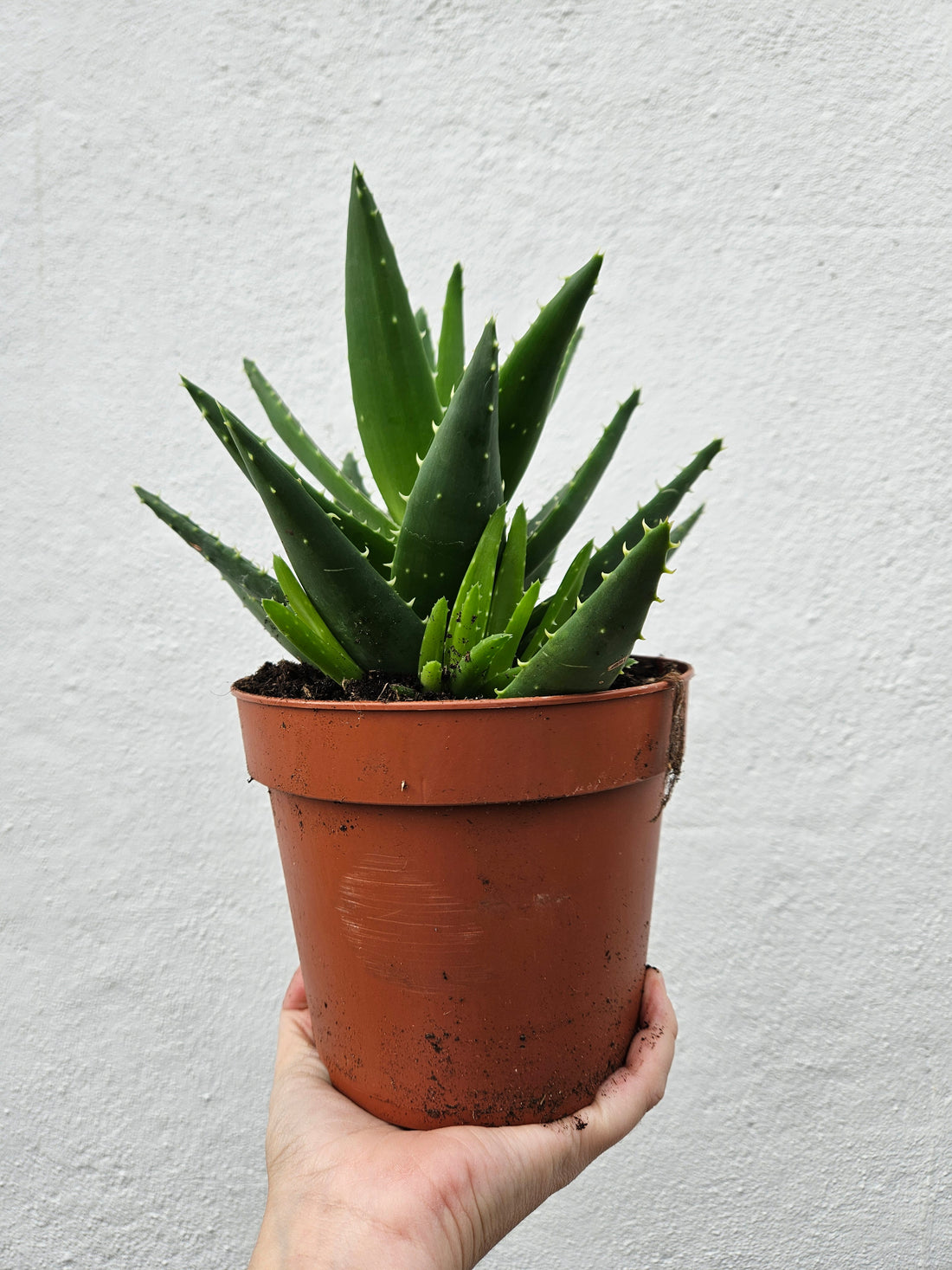 Aloe perfoliata syn. Aloe mitriformis (Mitre aloe/ Succulent aloe)