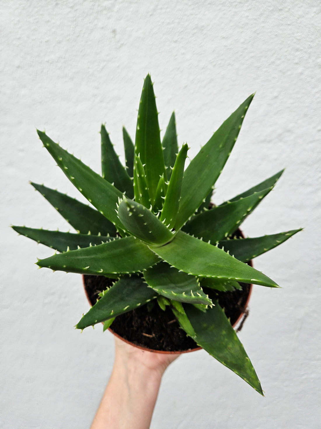 Aloe perfoliata syn. Aloe mitriformis (Mitre aloe/ Succulent aloe)