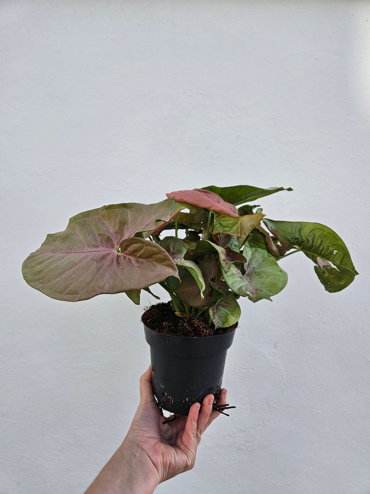 Syngonium podophyllum &