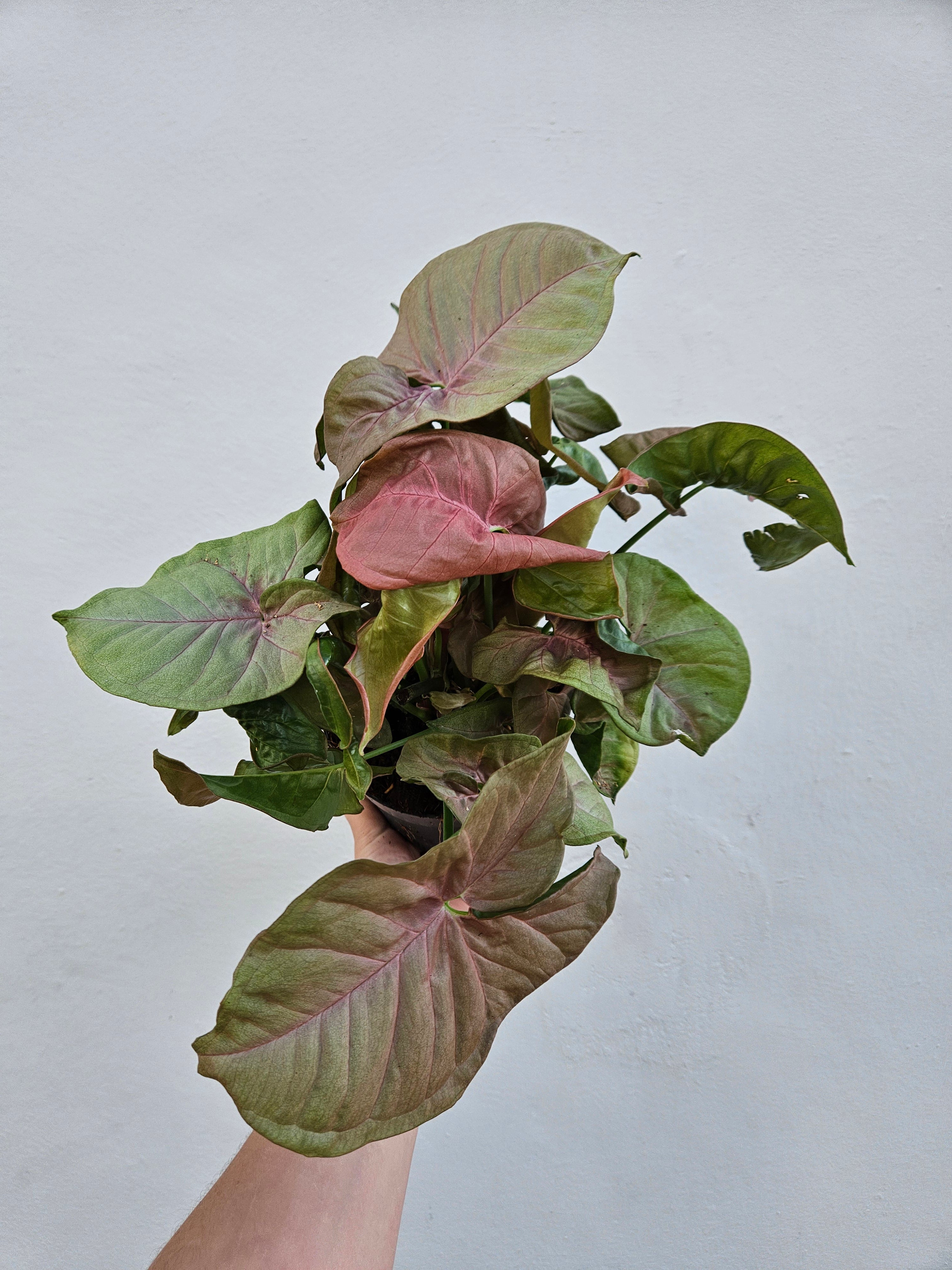 Syngonium podophyllum &