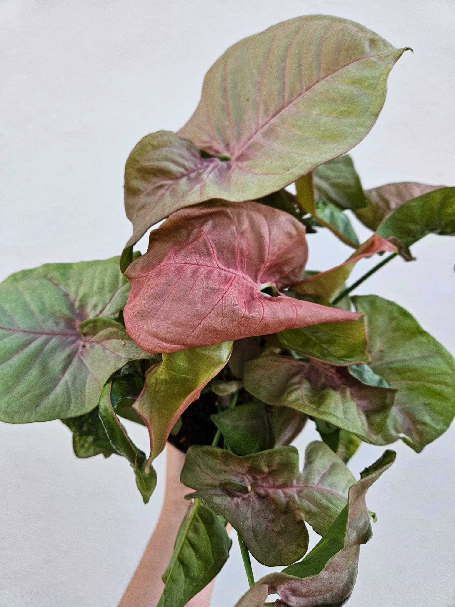 Syngonium podophyllum &