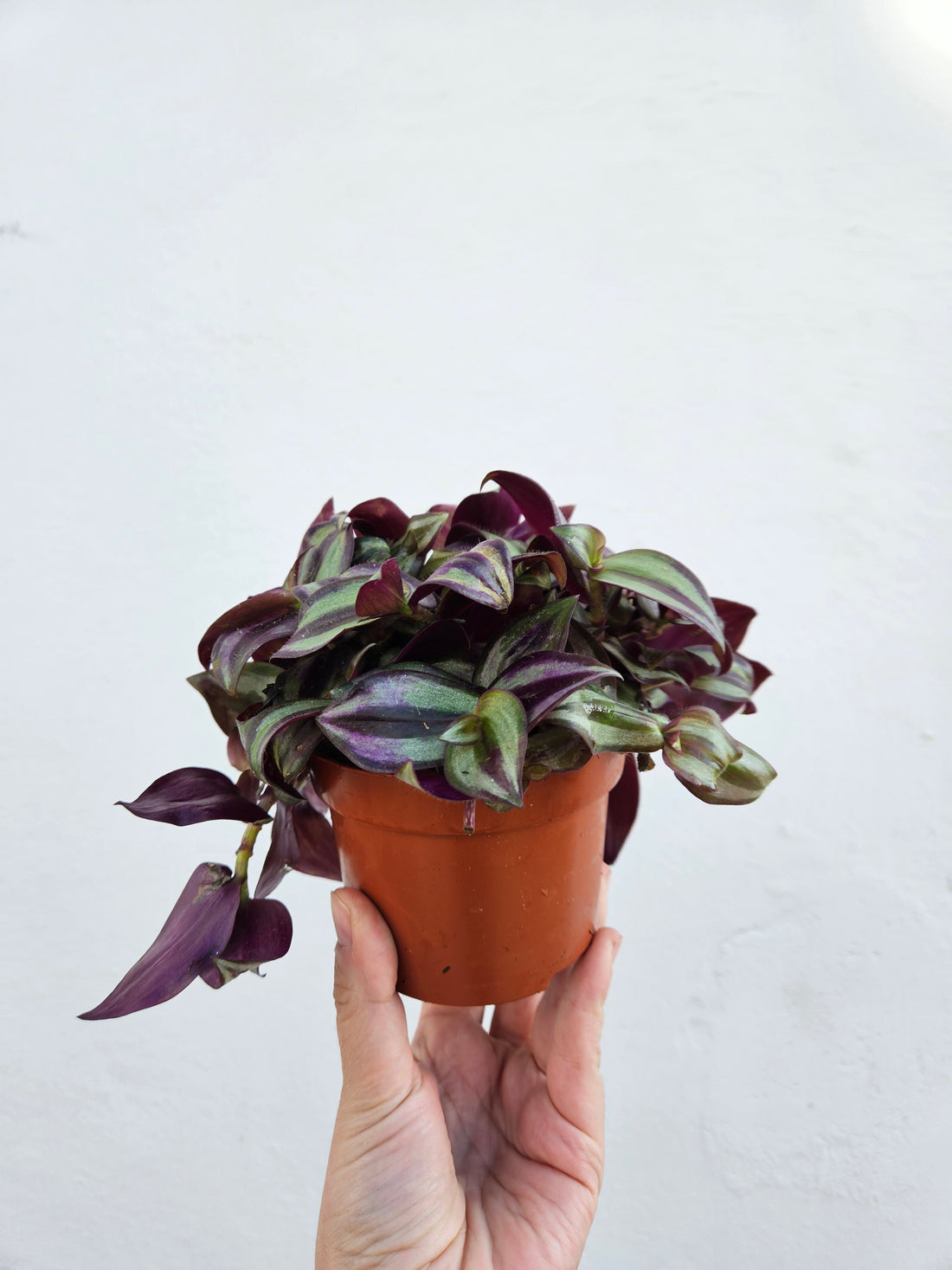 Tradescantia zebrina &