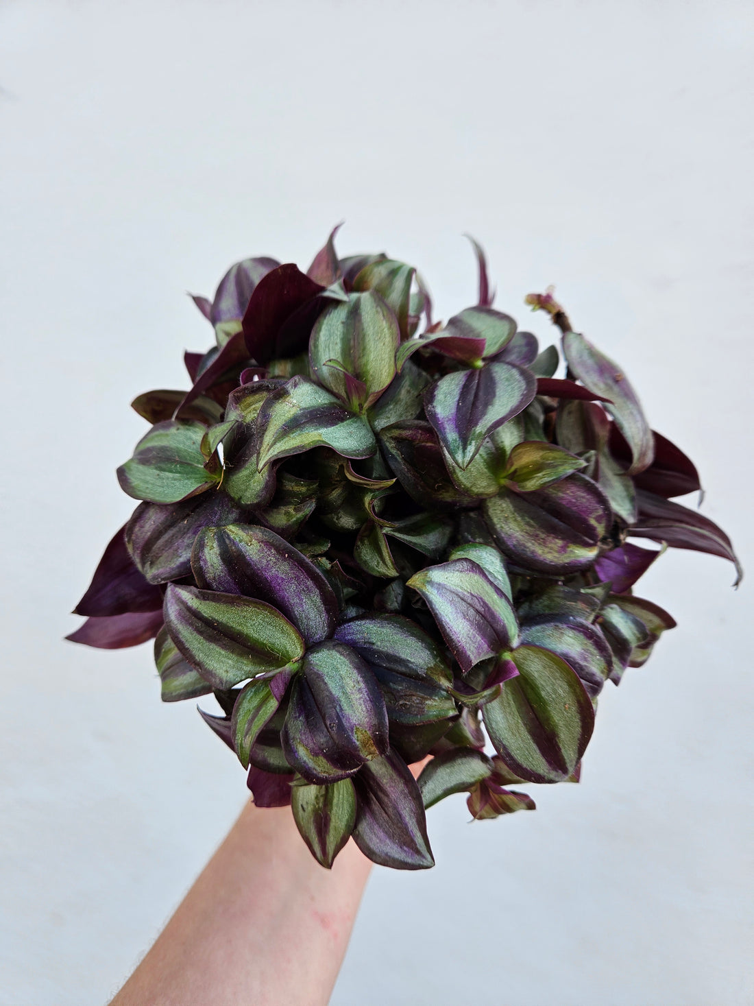 Tradescantia zebrina &