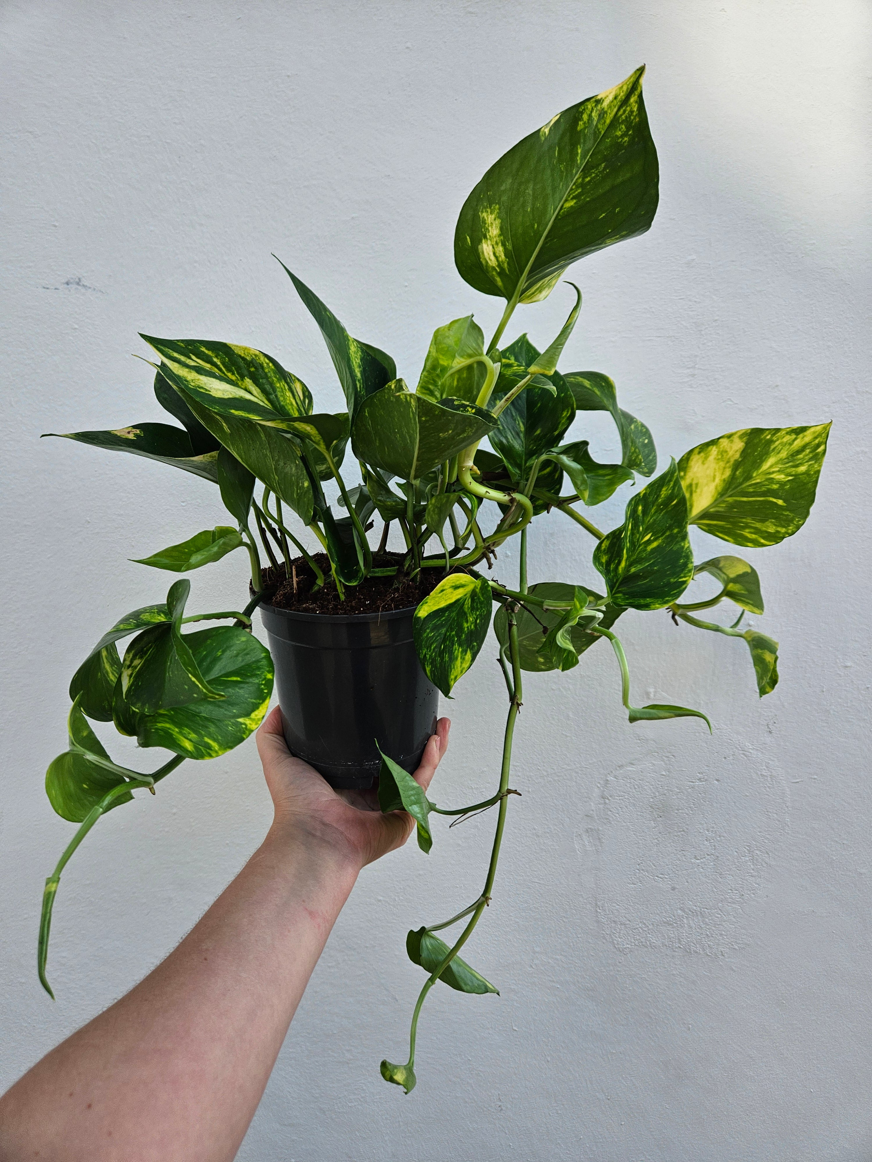 Epipremnum aureum (Golden Pothos/Devils Ivy)