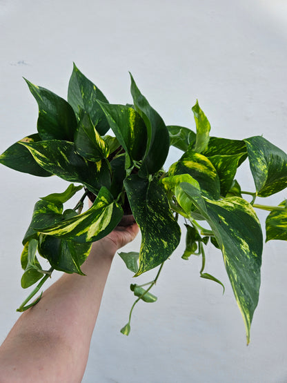 Epipremnum aureum (Golden Pothos/Devils Ivy)