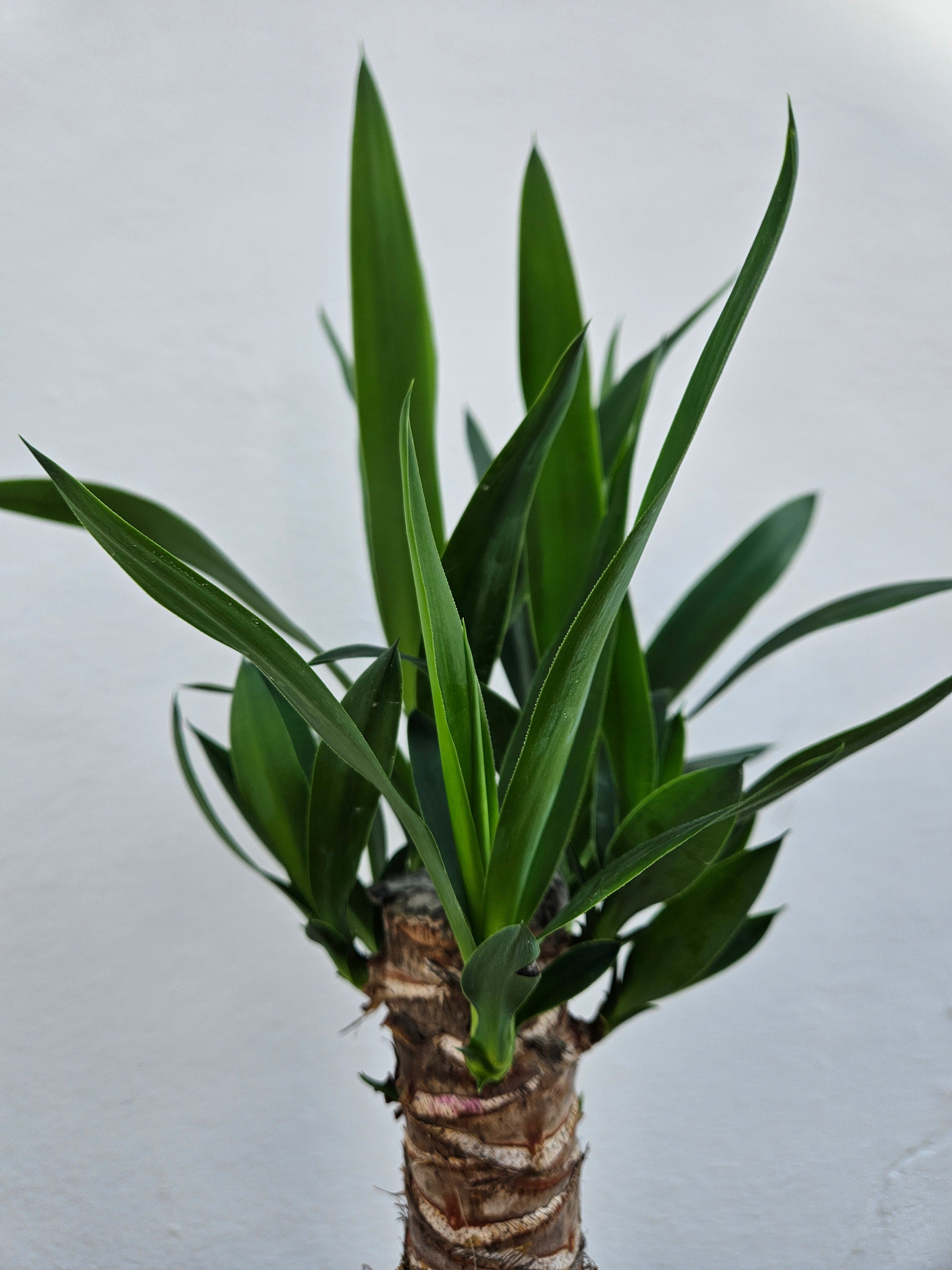 Yucca elephantipes (Spineless Yucca Plant)