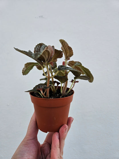 Pilea involucrata &