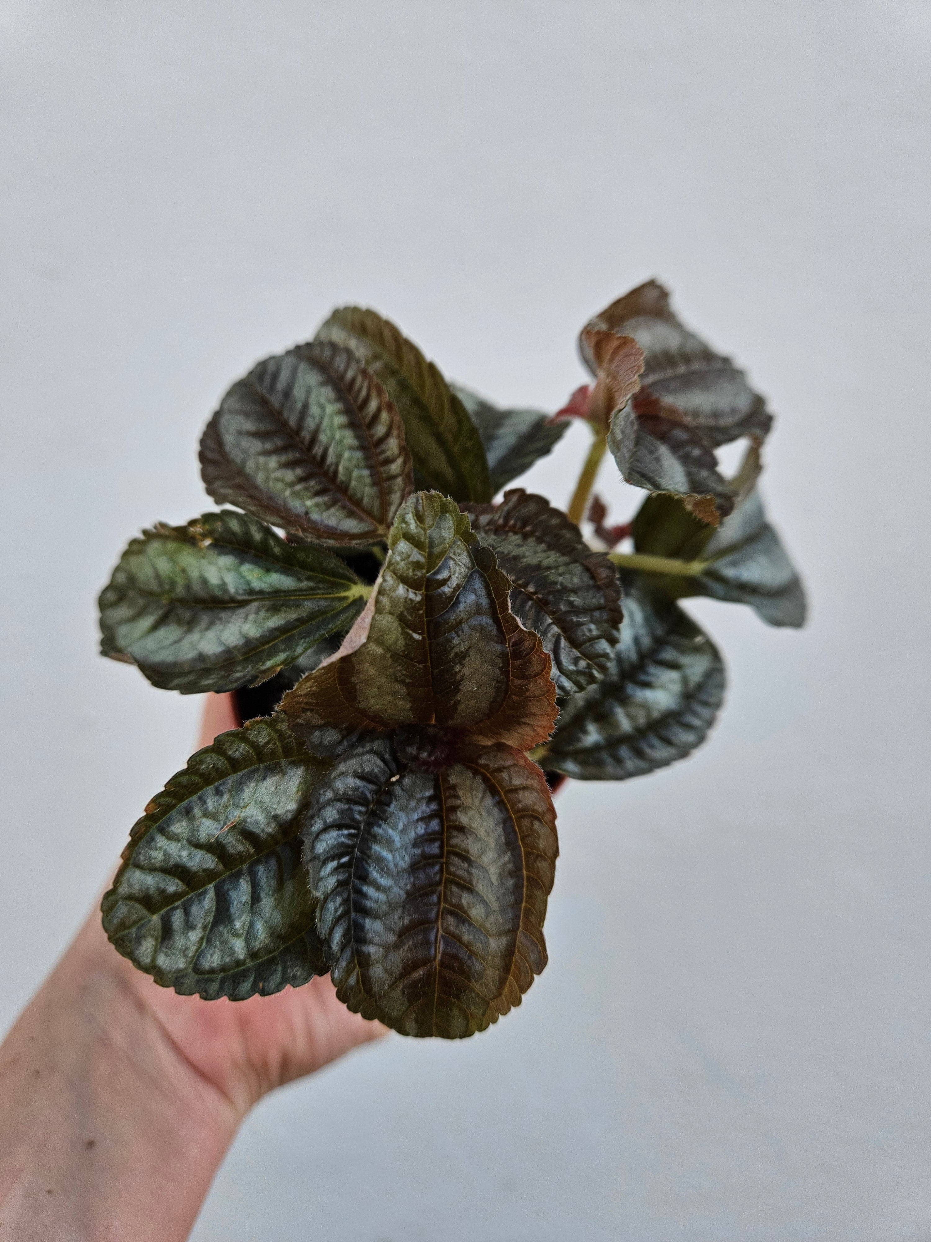 Pilea involucrata &