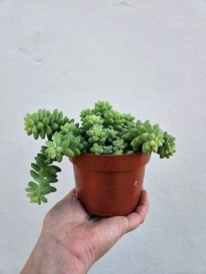 Sedum morganianum &