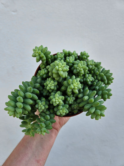 Sedum morganianum &