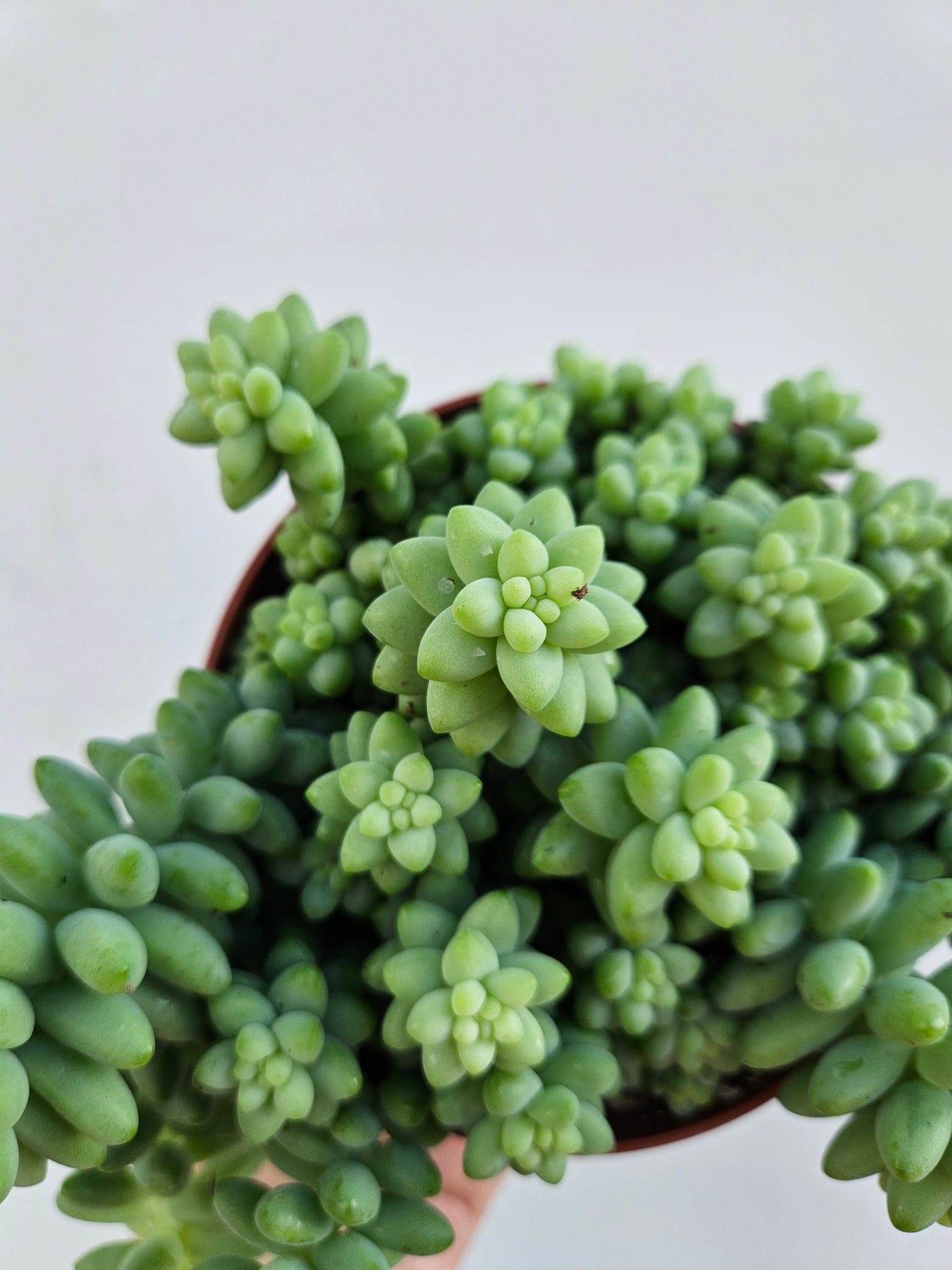 Sedum morganianum &