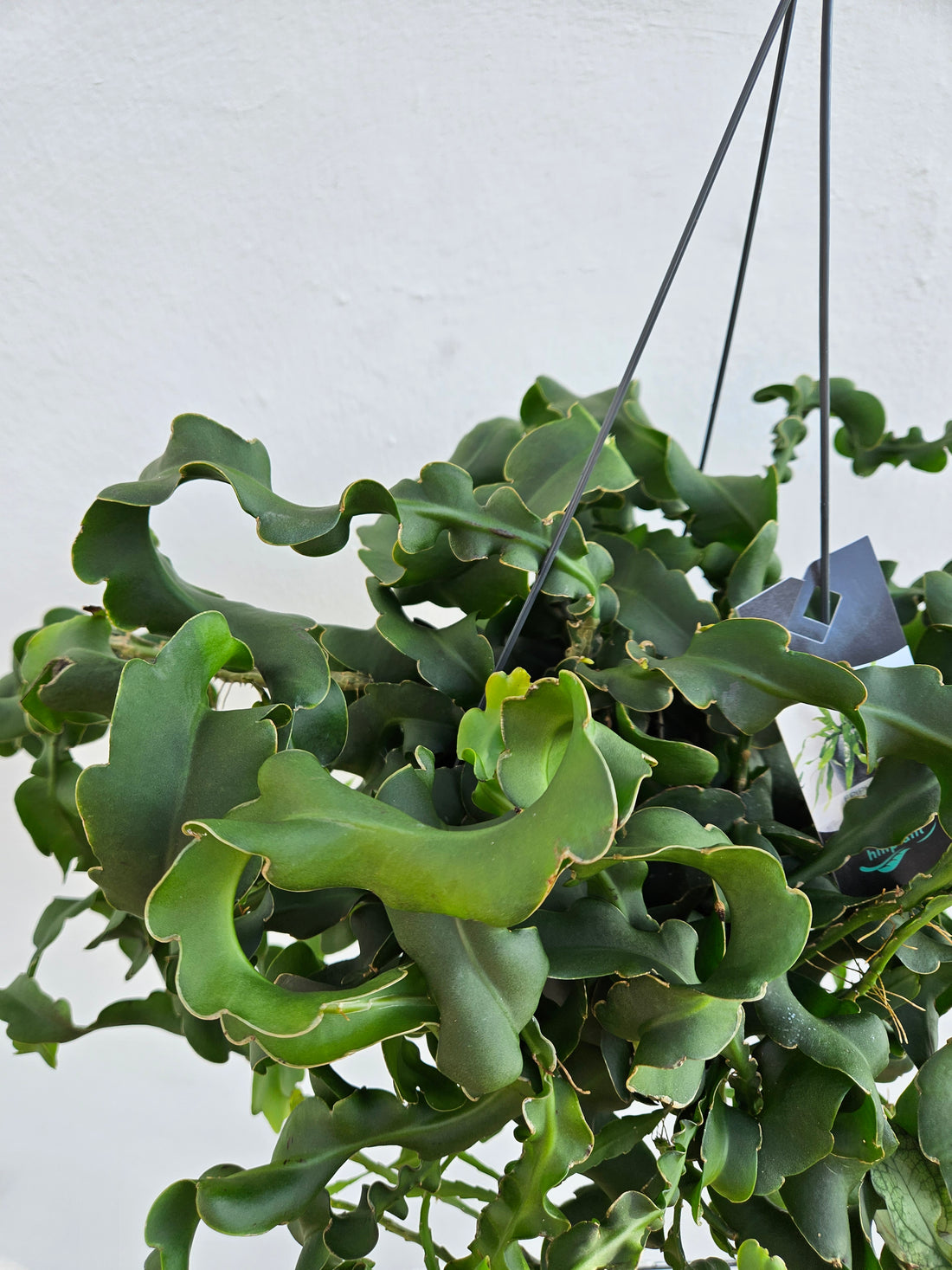 Epiphyllum gautem var. monstrosa (Curly locks orchid cactus) in hanging pot