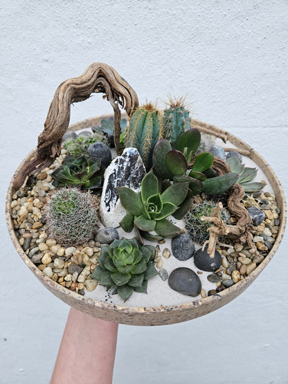 Large Round Husk Disk Open Terrarium