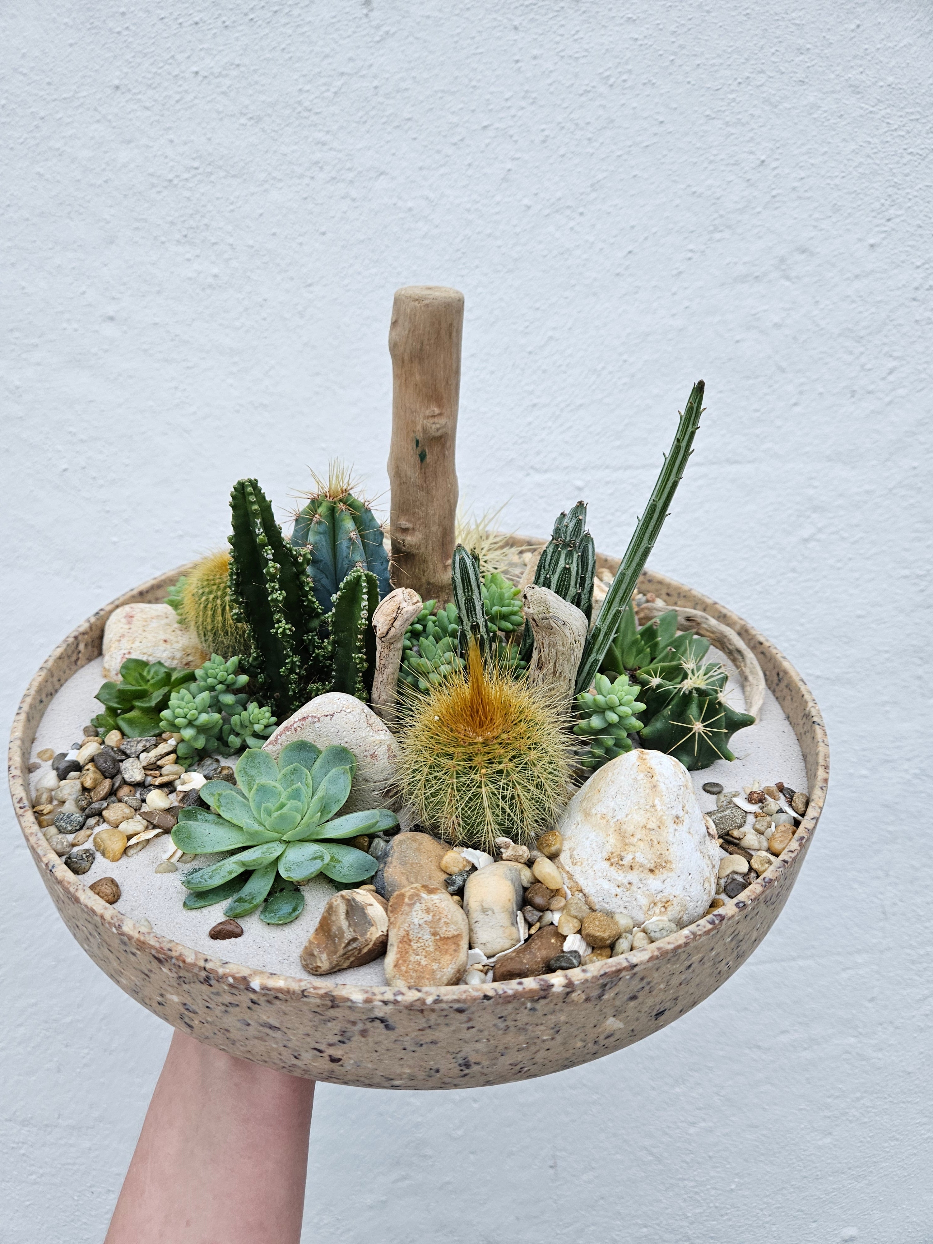 Large Round Husk Disk Open Terrarium