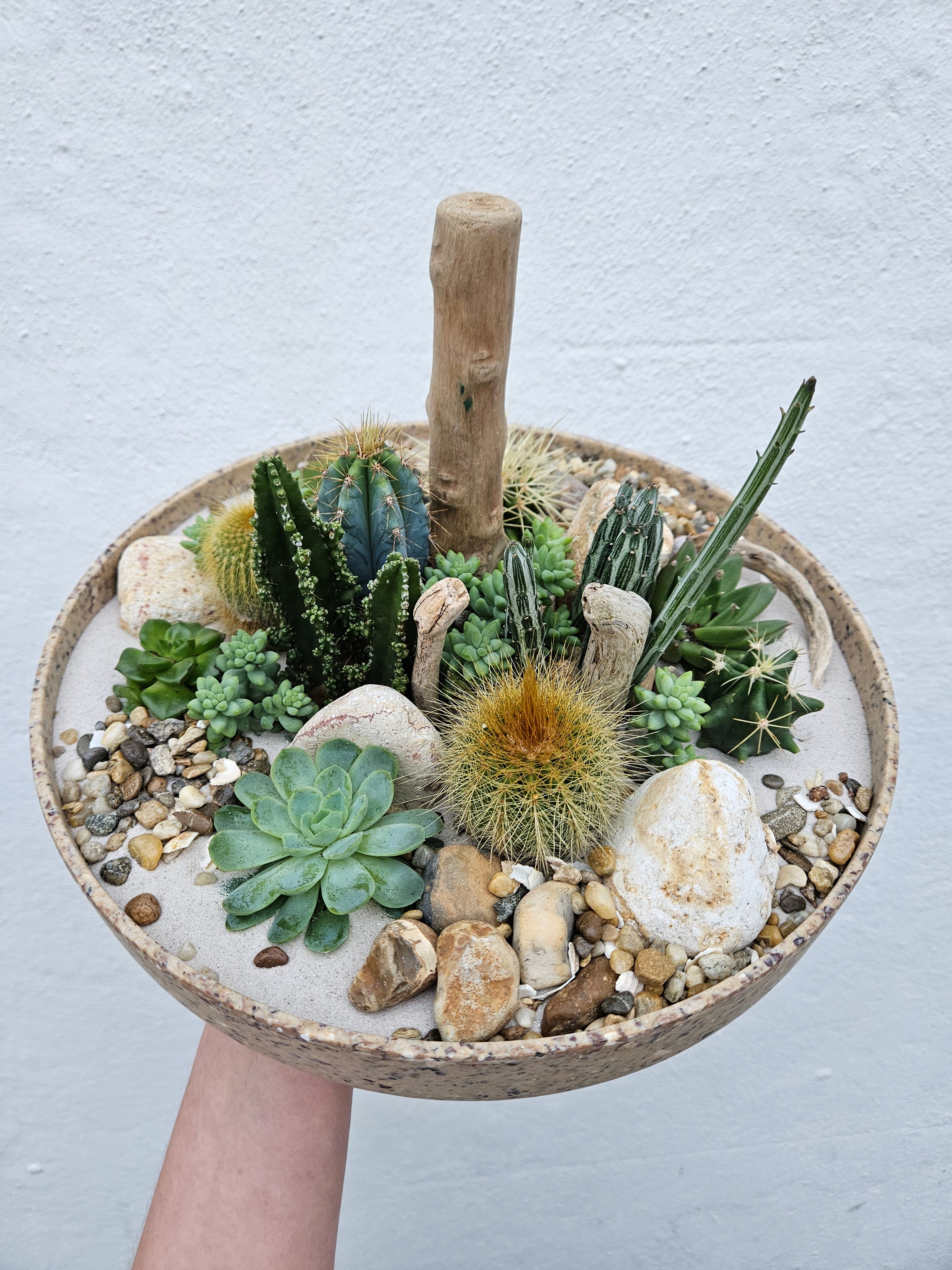 Large Round Husk Disk Open Terrarium