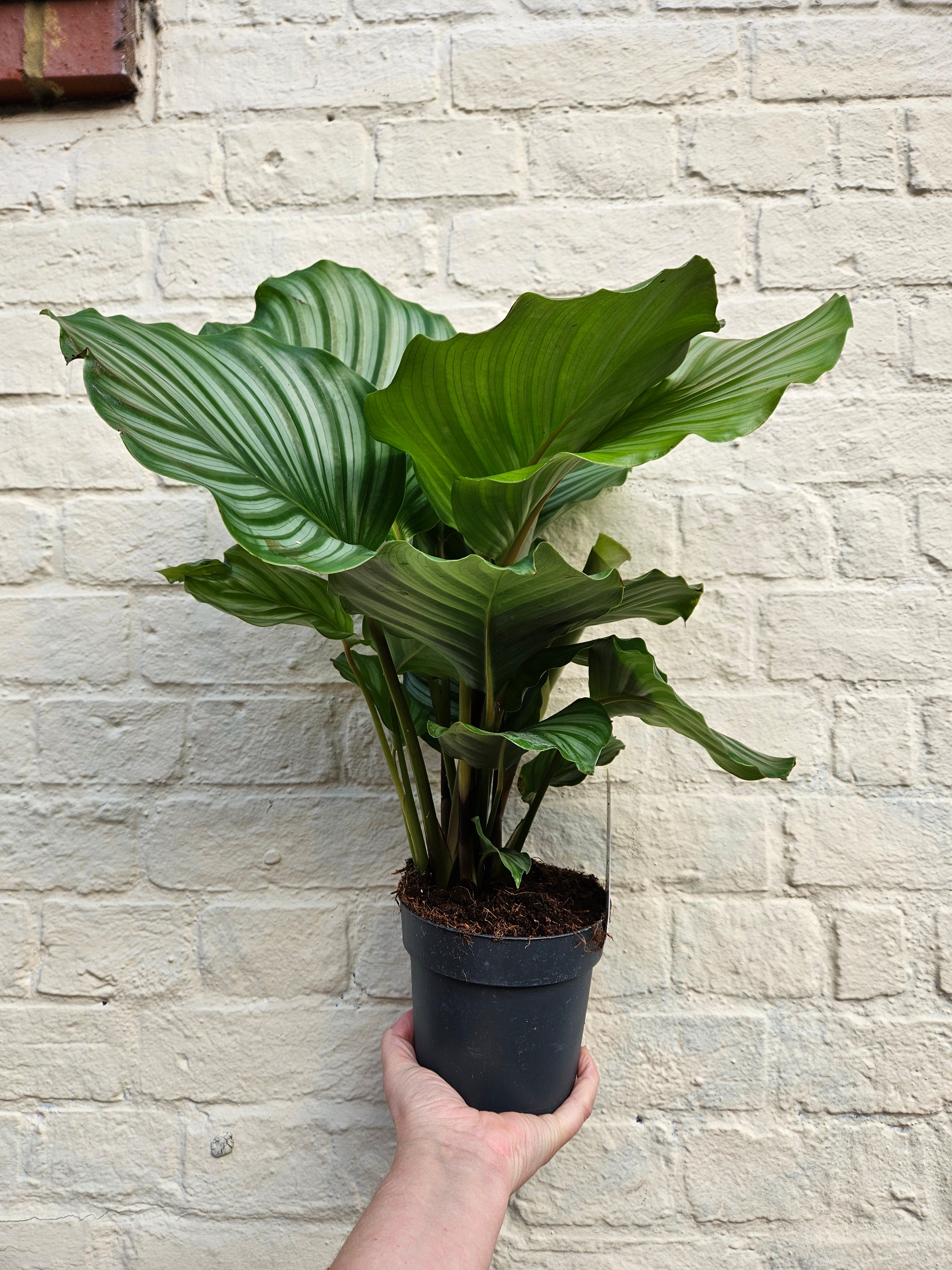 Goeppertia orbifolia syn. Calathea orbifolia (Prayer Plant)