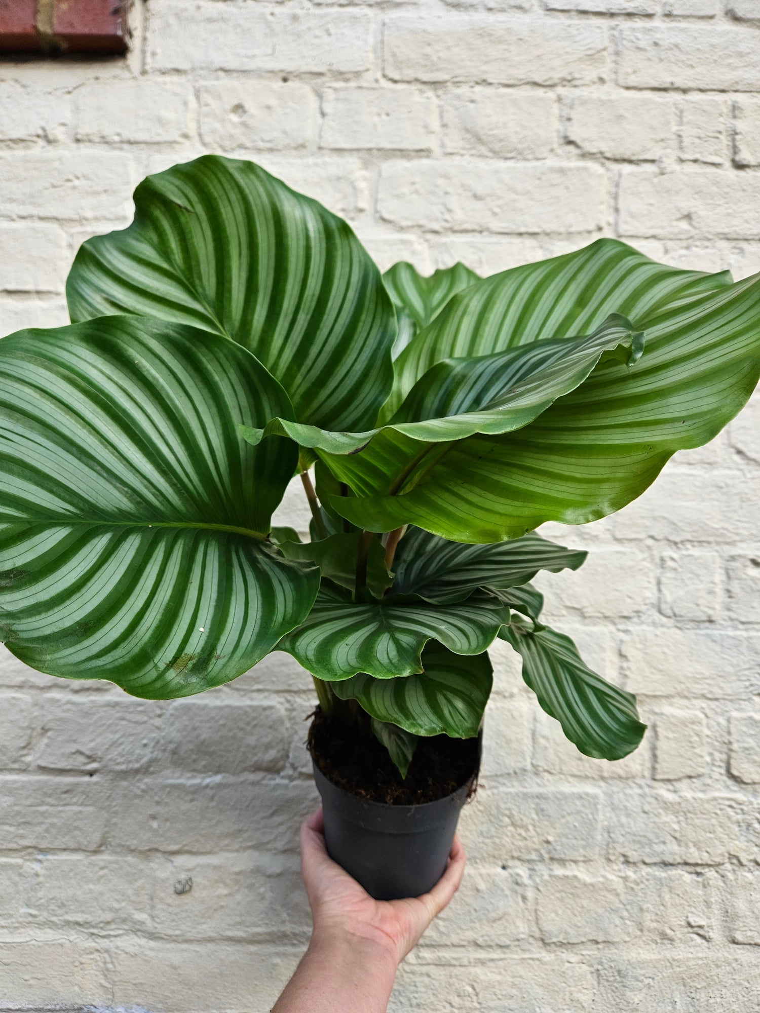 Goeppertia orbifolia syn. Calathea orbifolia (Prayer Plant)