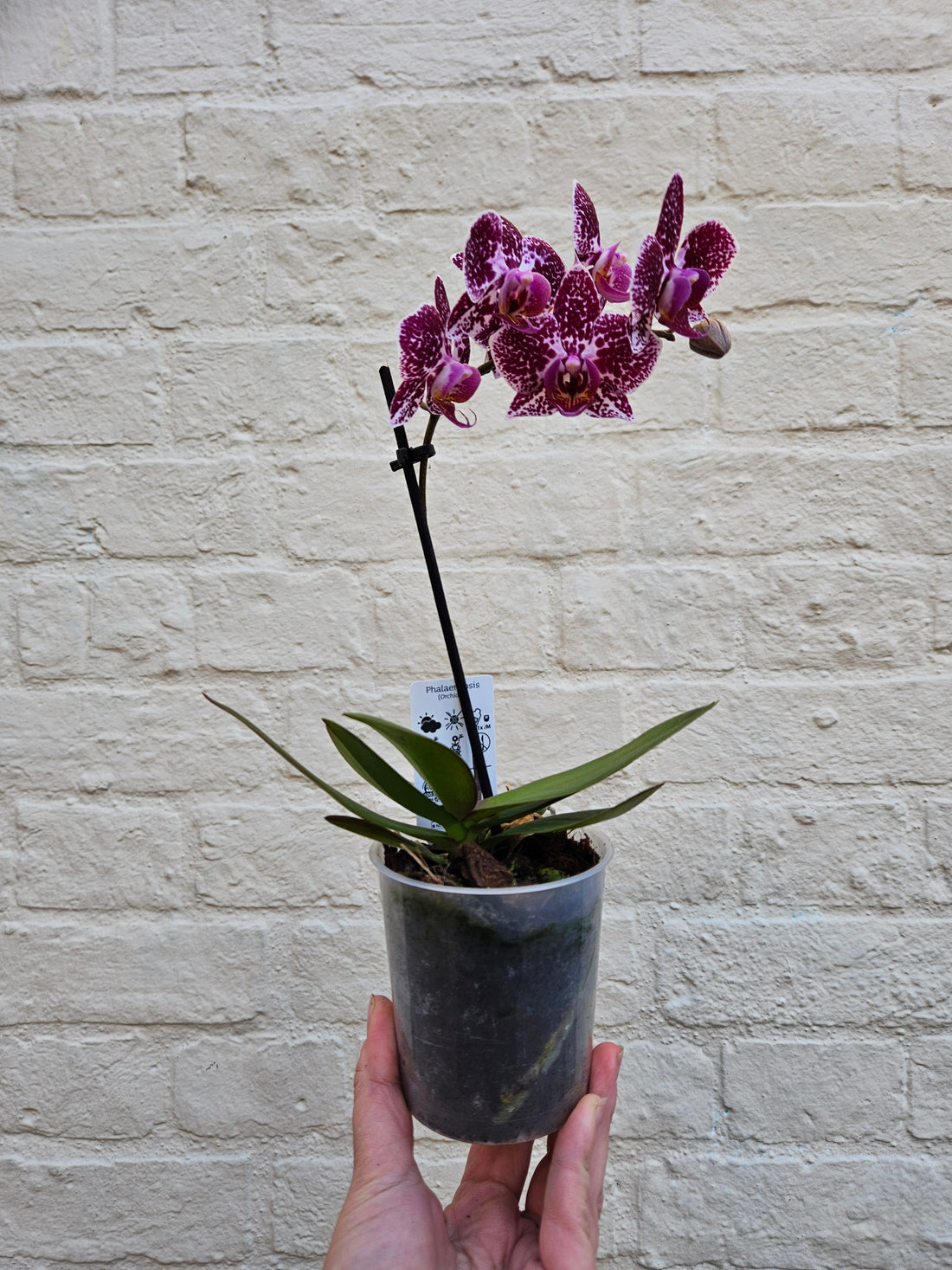 Phalaenopsis orchid (Moth orchid)