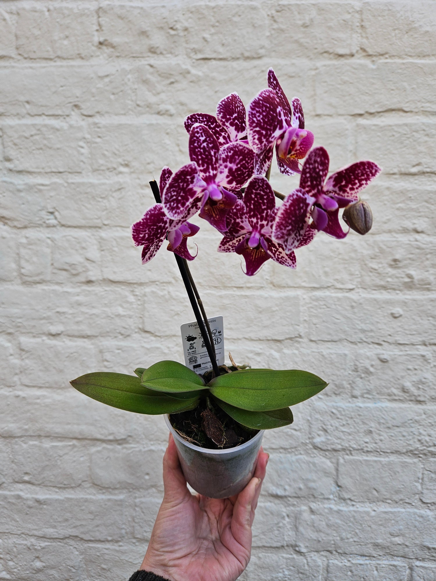 Phalaenopsis orchid (Moth orchid)