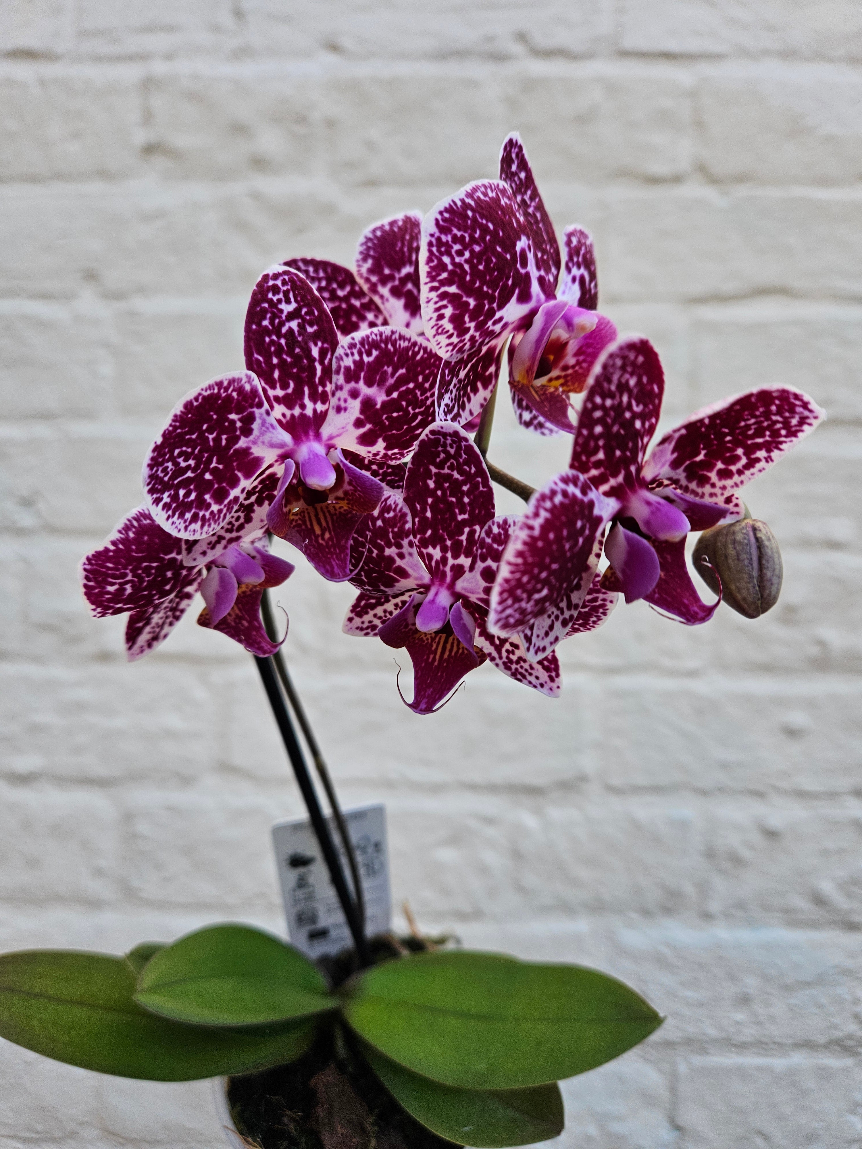 Phalaenopsis orchid (Moth orchid)